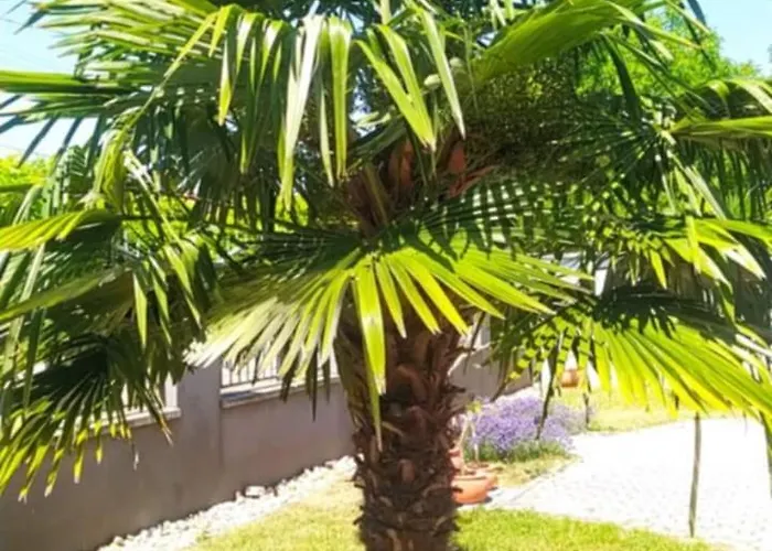 Thermal Garden